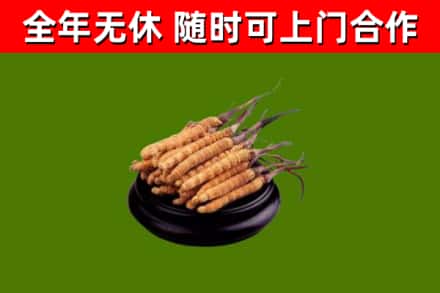 镇江回收散虫草