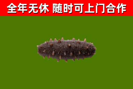 镇江回收海参干